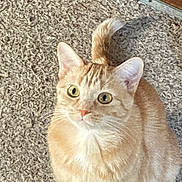 Ginger is registered to the contest to win money with this photo: animal, carpet, cat, closeup, curious, cute, domestic, ears, eyes, feline, fur, indoor, looking_up, orange_tabby, pet, sitting, soft_light, tail, texture, whiskers