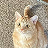 animal, carpet, cat, closeup, curious, cute, domestic, ears, eyes, feline, fur, indoor, looking_up, orange_tabby, pet, sitting, soft_light, tail, texture, whiskers