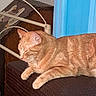 Ginger is registered to the contest to win money with this photo: animal, blue, brown, cat, closeup, cozy, domestic_cat, door, fur, furniture, headboard, home, indoor, orange_tabby, paw, pet, relaxed, resting, sleeping, texture