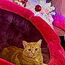 cat, chair, christmas_tree, colorful_lights, cozy, decorations, festive, furniture, holiday, holiday_lights, indoor, orange_tabby, ornaments, pet, pink, plush, purple, red_ornaments, relaxed, white_tree