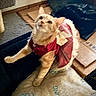 Ginger is registered to the contest to win money with this photo: animal, cardboard, carpet, cat, clothing, costume, cute, decor, dress, ears, fabric, feline, floor, home, indoor, orange_tabby, pet, playful, stretching, whiskers