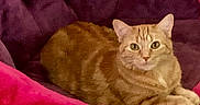 Ginger is registered to the contest to win money with this photo: animal, cat, chair, cozy, cute, domestic, ears, feline, fur, indoor, looking_at_camera, lying_down, orange_tabby, pet, pink, plush, purple, relaxed, resting, whiskers