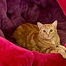 animal, cat, chair, cozy, cute, domestic, ears, feline, fur, indoor, looking_at_camera, lying_down, orange_tabby, pet, pink, plush, purple, relaxed, resting, whiskers