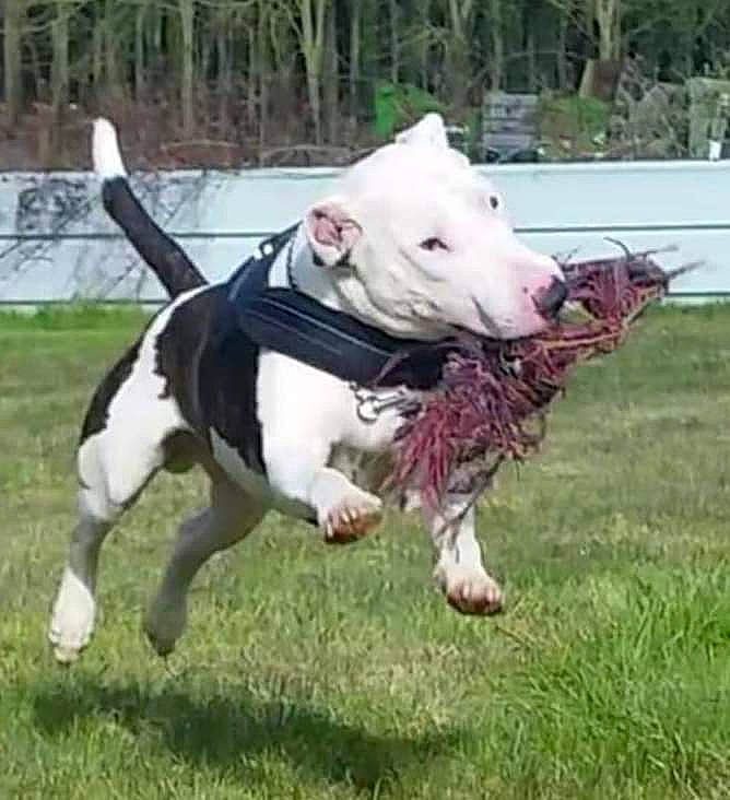 Justice participe au concours pour gagner de l'argent avec cette photo : canidae, carnivore, collar, companion_dog, dog, dog_breed, dog_collar, dog_supply, fashion_accessory, fawn, grass, leash, old_english_terrier, pet_supply, plant, snout, sporting_group, tail, terrier, working_animal