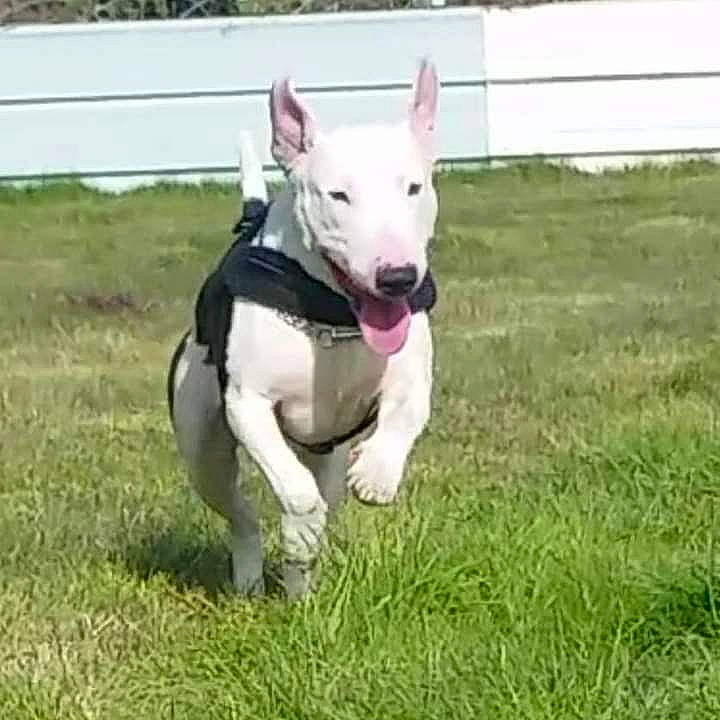 Justice a rejoint le concours — aidez-le/la à gagner de superbes lots ! bull_and_terrier, canidae, carnivore, collar, companion_dog, dog, dog_breed, dog_collar, dog_supply, english_white_terrier, fashion_accessory, grass, plant, recreation, snout, sporting_group, tail, terrier, working_animal, working_dog