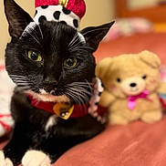 Sushi is registered to the contest to win money with this photo: cat, black_and_white_cat, crown, collar, royal, portrait, close_up, whiskers, green_eyes, white_paws, tuxedo_cat, indoor, bed, teddy_bear, stuffed_animal, cozy, red_accessories, shallow_depth_of_field, pet, funny