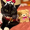 cat, black_and_white_cat, crown, collar, royal, portrait, close_up, whiskers, green_eyes, white_paws, tuxedo_cat, indoor, bed, teddy_bear, stuffed_animal, cozy, red_accessories, shallow_depth_of_field, pet, funny