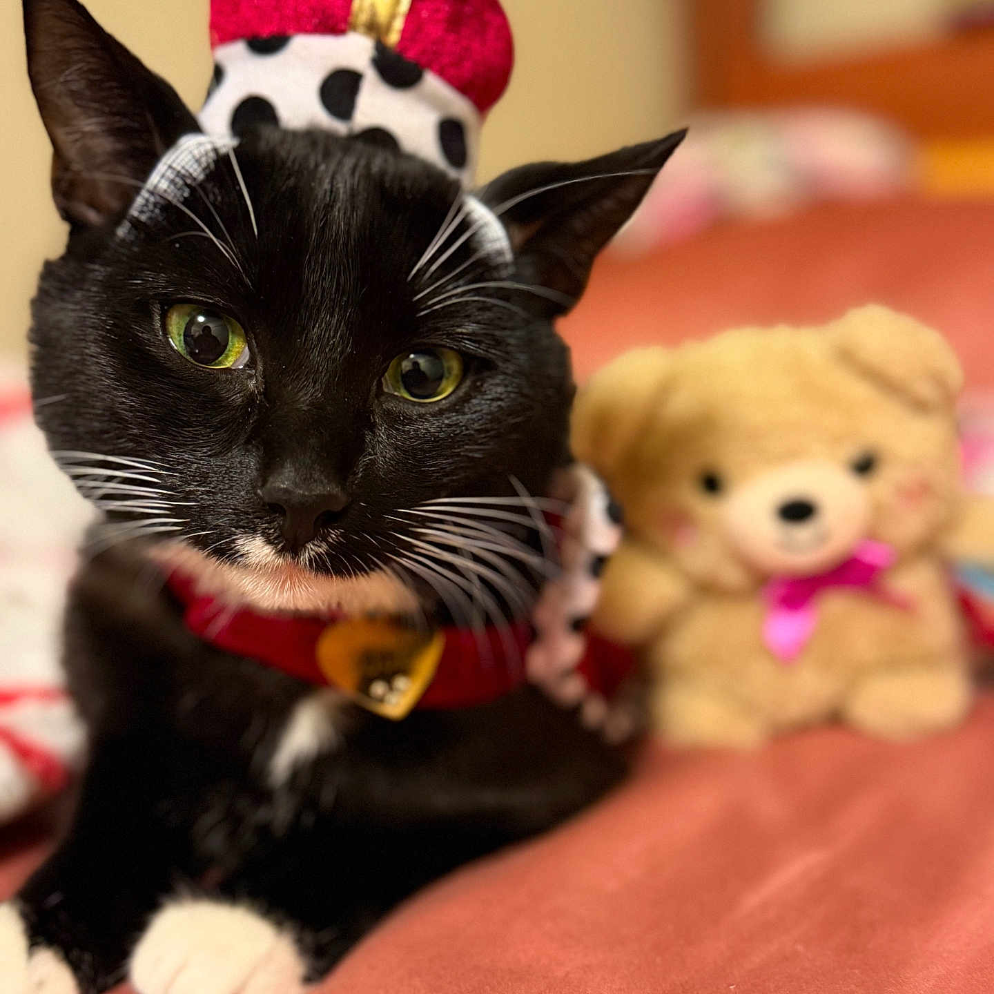 Sushi is registered to the contest to win money with this photo: cat, black_and_white_cat, crown, collar, royal, portrait, close_up, whiskers, green_eyes, white_paws, tuxedo_cat, indoor, bed, teddy_bear, stuffed_animal, cozy, red_accessories, shallow_depth_of_field, pet, funny