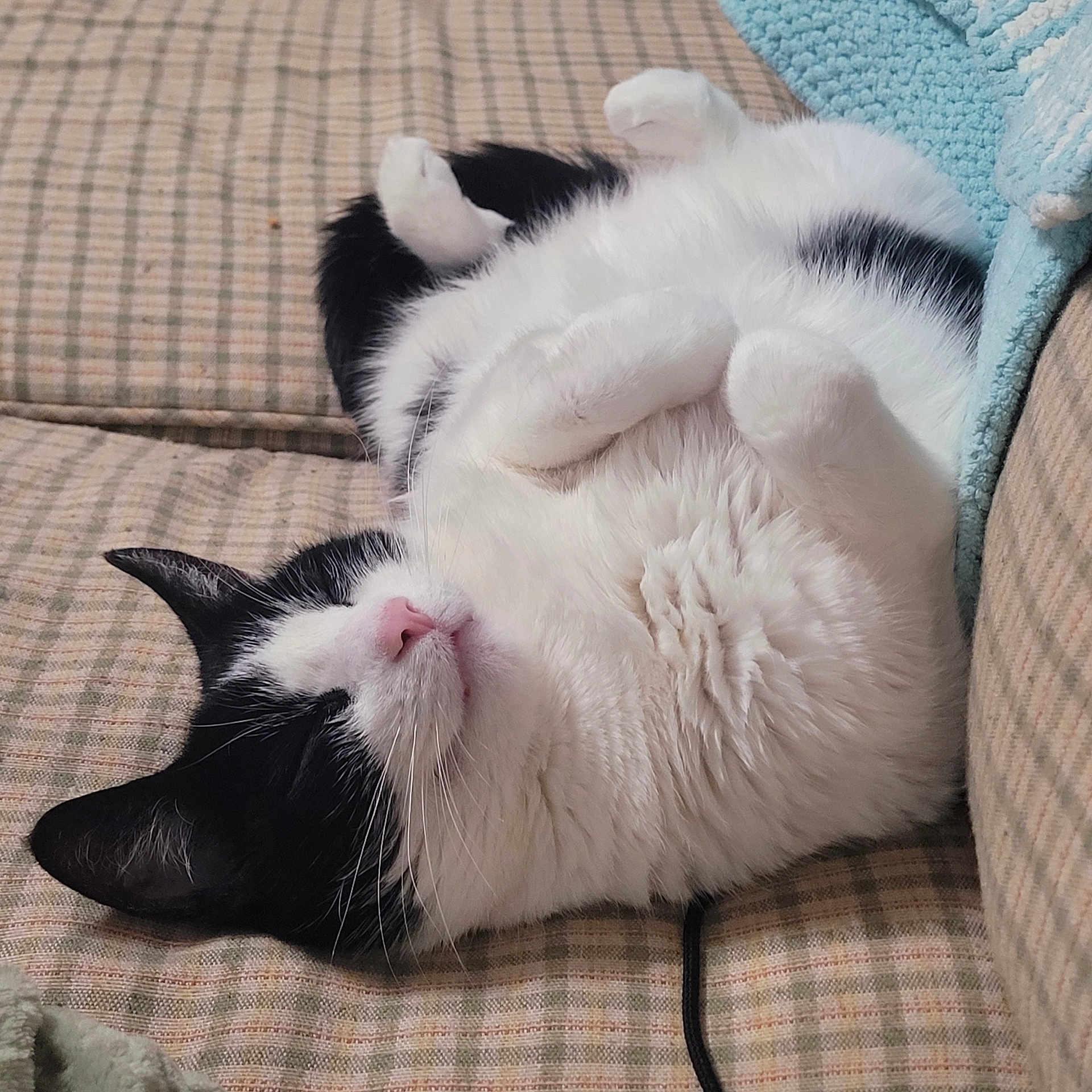 Miso joined the competition — help win amazing prizes! cat, black_and_white, fluffy, sleeping, upside_down, couch, checkered_pattern, cozy, pet, indoor, relaxed, whiskers, paws, fur, mammal, cute, domestic_animal, resting, pink_nose, feline