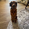 dog, dachshund, pet, indoor, floor, rug, blanket, collar, brown, fur, cute, animal, looking_up, standing, small_dog, wooden_floor, domestic, companion, friendly, canine