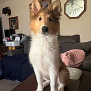 Cassandra is registered to the contest to win money with this photo: dog, puppy, table, living_room, sofa, cushion, picture_frame, ear, fur, pet, indoor, animal, cute, brown, white, carpet, wood, furniture, home, canine