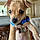 Toby