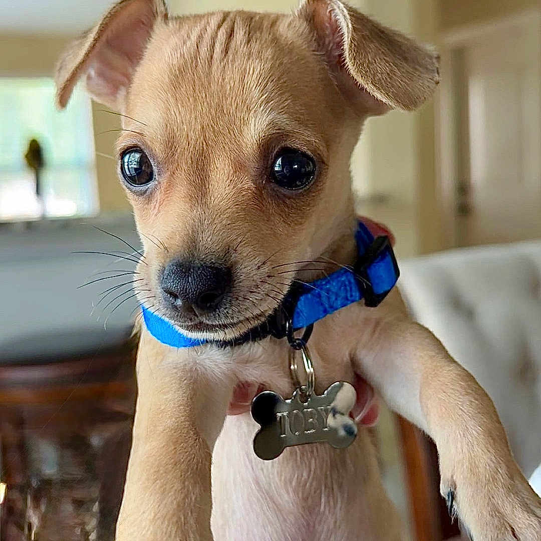 Toby joined the competition — help win amazing prizes! animal, blue_collar, canine, closeup, cute, dog, domestic_animal, eyes, face, fur, home, indoor, nose, paw, person_holding, pet_tag, puppy, small_dog, whiskers, young