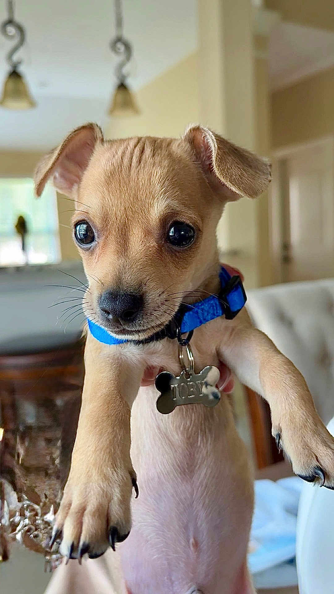 Toby joined the competition — help win amazing prizes! puppy, dog, blue_collar, pet_tag, indoor, closeup, cute, small_dog, young, animal, domestic_animal, canine, face, eyes, whiskers, fur, nose, paw, home, person_holding