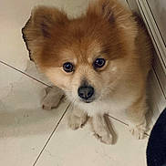 Teddy joined the competition — help win amazing prizes! dog, puppy, fluffy, brown, white, floor, tile, indoor, pet, cute, animal, ears, nose, eyes, sitting, wall, outlet, looking_up, small, companion