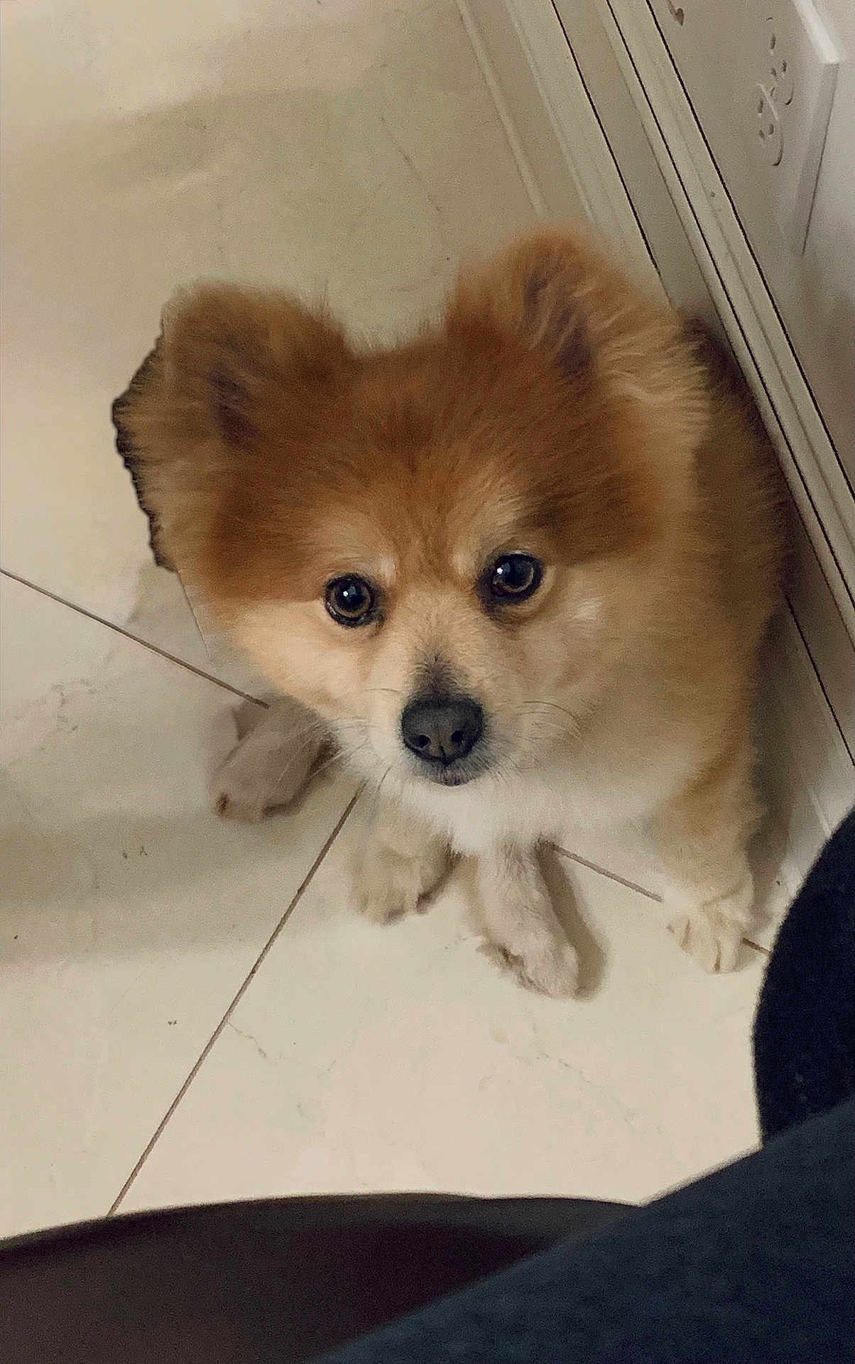 Teddy joined the competition — help win amazing prizes! dog, puppy, fluffy, brown, white, floor, tile, indoor, pet, cute, animal, ears, nose, eyes, sitting, wall, outlet, looking_up, small, companion