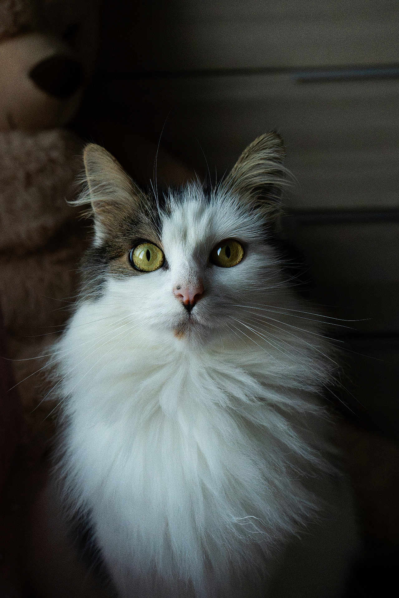 Minette a rejoint le concours — aidez-le/la à gagner de superbes lots ! cat, fluffy, yellow_eyes, portrait, close_up, indoor, feline, whiskers, soft_light, teddy_bear, dark_background, fur, pet, animal, cute, mammal, domestic_cat, looking, face