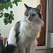 Minette a rejoint le concours — aidez-le/la à gagner de superbes lots ! cat, indoor, furniture, plant, window, white, brown, fluffy, pet, domestic_animal, leaf, cabinet, natural_light, sitting, curious, feline, closeup, houseplant, window_frame, quiet