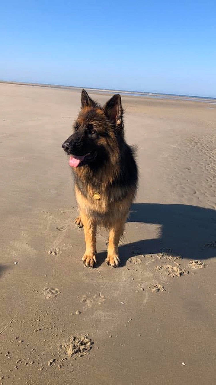 Loucky participe au concours pour gagner de l'argent avec cette photo : beach, canidae, carnivore, companion_dog, dog, dog_breed, fawn, german_shepherd_dog, herding_dog, king_shepherd, landscape, ocean, old_german_shepherd_dog, sand, shadow, sky, snout, sporting_group, tail, working_dog