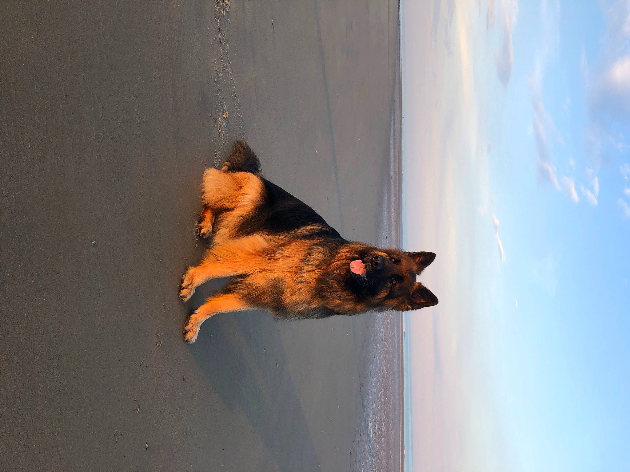 Loucky a rejoint le concours — aidez-le/la à gagner de superbes lots ! bat, canidae, carnivore, cat, cloud, dog_breed, domestic_short_haired_cat, felidae, fur, sky, small_to_medium_sized_cats, snout, tail, tints_and_shades, tree, water, whiskers, window, wing, wood