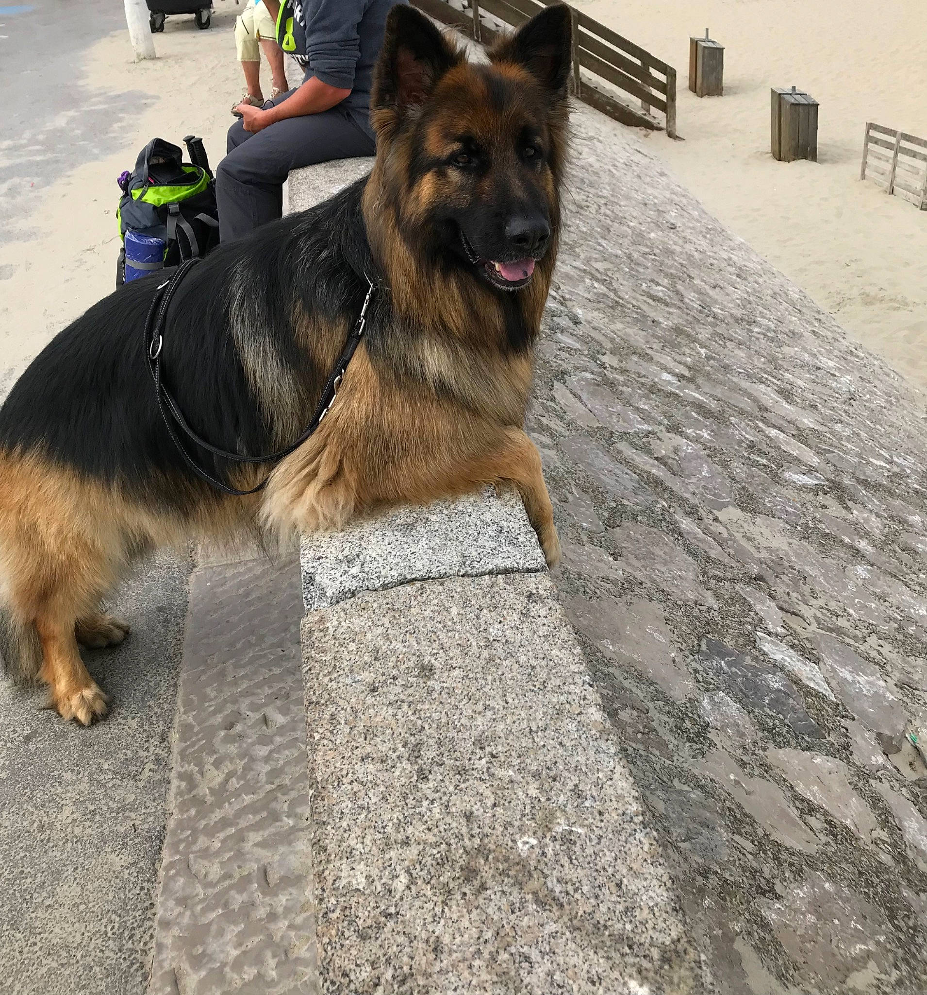 Loucky a rejoint le concours — aidez-le/la à gagner de superbes lots ! ancient_dog_breeds, carnivore, collar, companion_dog, dog, dog_breed, dog_collar, dog_supply, east_european_shepherd, flooring, fur, german_shepherd_dog, guard_dog, herding_dog, king_shepherd, leash, old_german_shepherd_dog, road_surface, working_dog