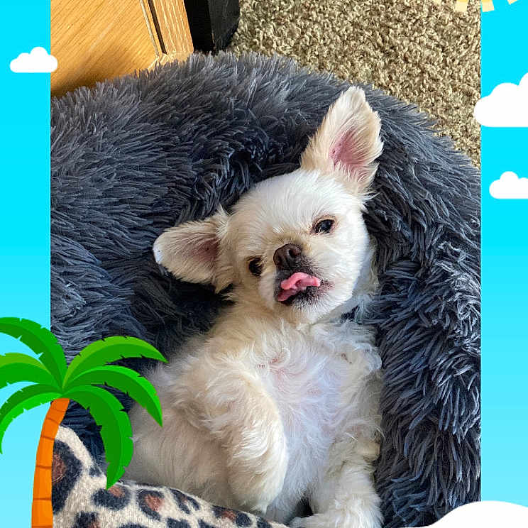 Bentley joined the competition — help win amazing prizes! animal, blanket, carpet, cute, dog, dog_bed, ears, fluffy, indoor, leopard_print, lying_down, nose, paw, pet, playful, resting, small_dog, tongue_out, white_dog, wooden_furniture