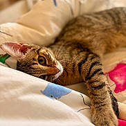 Baloo a rejoint le concours — aidez-le/la à gagner de superbes lots ! cat, tabby, pet, animal, feline, bed, blanket, resting, paw, fur, cute, domestic, cozy, relaxed, indoor, sleepy, whiskers, striped, closeup, laying