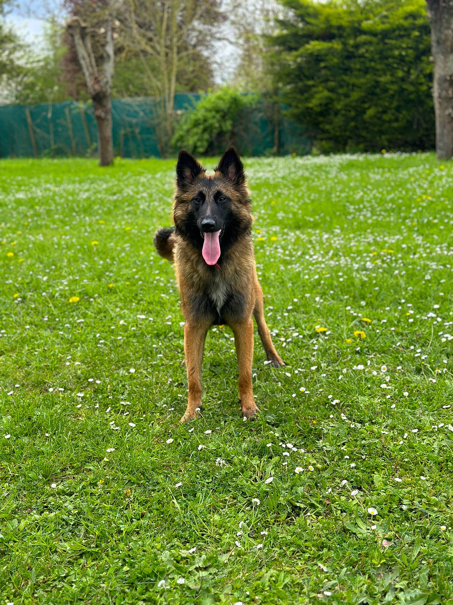 Eden participe au concours pour gagner de l'argent avec cette photo : canidae, carnivore, companion_dog, dog, dog_breed, dog_supply, fawn, garden, german_shepherd_dog, grass, grassland, groundcover, herding_dog, king_shepherd, lawn, old_german_shepherd_dog, plant, snout, tree, working_animal