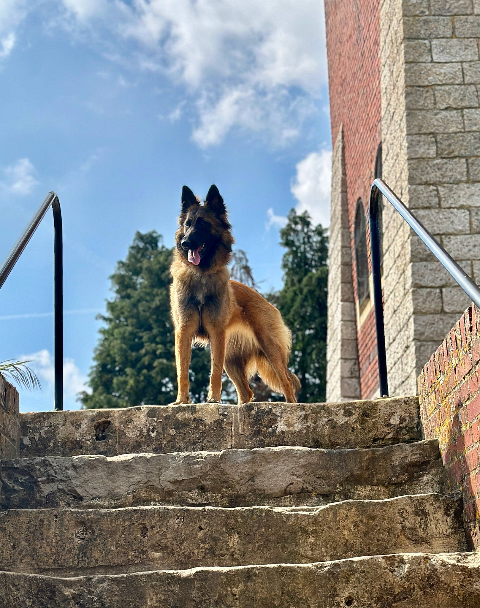 Eden a rejoint le concours — aidez-le/la à gagner de superbes lots ! brick, brickwork, building, canidae, carnivore, cloud, companion_dog, dog, dog_breed, dog_supply, fawn, herding_dog, sky, snout, sporting_group, stairs, street, wood, working_animal, working_dog