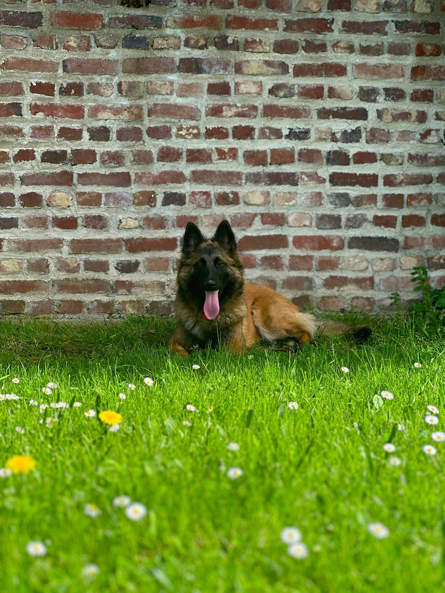 Eden participe au concours pour gagner de l'argent avec cette photo : brick, brickwork, carnivore, companion_dog, dog, dog_breed, fawn, flooring, flower, garden, grass, grass_family, grassland, groundcover, herbaceous_plant, lawn, petal, plant, sporting_group, tail