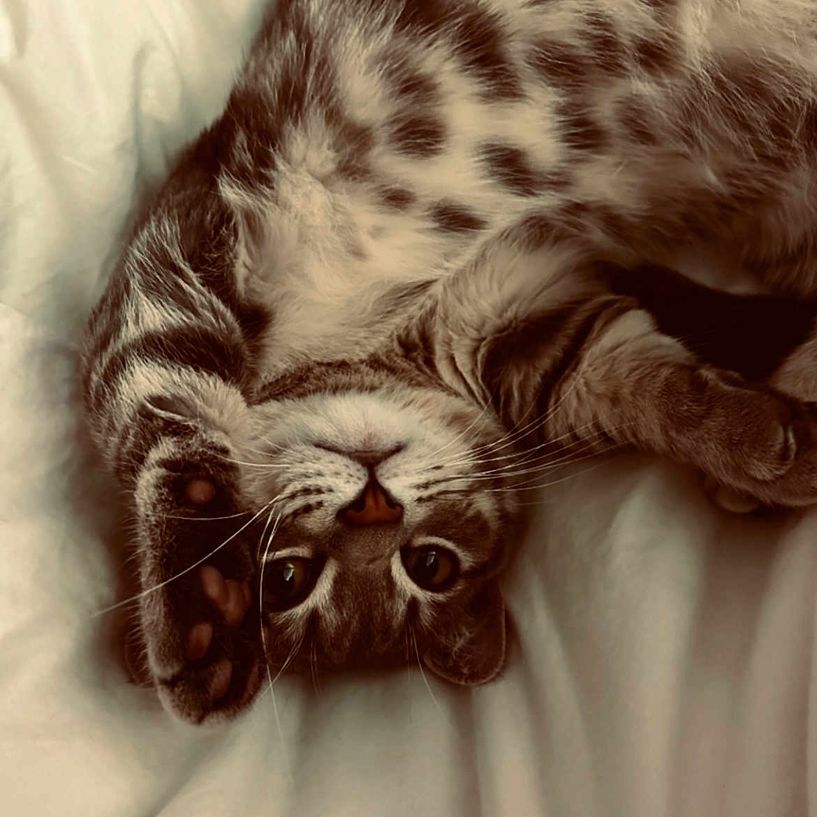 Urus participe au concours pour gagner de l'argent avec cette photo : abyssinian, animal, bed, blanket, bodypart, cat, couch, electronics, face, furniture, hardware, head, kitten, manx, ocelot, person, pet, photography, portrait, sleeping