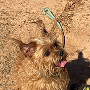 Scruffy is registered to the contest to win money with this photo: dog, small_dog, scruffy, tongue_out, leash, outdoor, dirt, sunlight, shadow, pet, happy, brown_fur, close_up, canine, walking, shoe, playful, animal, companion, cute
