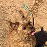 animal, brown_fur, canine, close_up, companion, cute, dirt, dog, happy, leash, outdoor, pet, playful, scruffy, shadow, shoe, small_dog, sunlight, tongue_out, walking