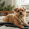 Scruffy is registered to the contest to win money with this photo: dog, brown_dog, scarf, bed, blanket, cozy, indoor, pet, fur, small_dog, window, plant, wooden_furniture, relaxed, cute, animal, portrait, laying_down, home, knitted_scarf