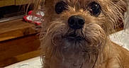 Scruffy is registered to the contest to win money with this photo: dog, pet, close_up, indoor, fur, cute, animal, face, eyes, scruffy, curious, brown, portrait, mammal, companion, domestic_animal, whiskers, nose, expression, furry