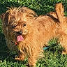 Scruffy joined the competition — help win amazing prizes! dog, grass, outdoor, pet, tongue_out, sunlight, small_dog, brown_fur, happy, standing, canine, animal, nature, scruffy, playful, daylight, closeup, fur, tongue, cute