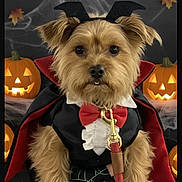 Scruffy-Puppy is registered to the contest to win money with this photo: bat_ears, brown_fur, cape, cobweb, costume, cute, decorations, dog, fall_leaves, halloween, indoor, jack_o_lantern, leash, pet, portrait, pumpkin, red_bowtie, small_dog, spooky, vampire