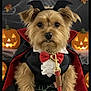 bat_ears, brown_fur, cape, cobweb, costume, cute, decorations, dog, fall_leaves, halloween, indoor, jack_o_lantern, leash, pet, portrait, pumpkin, red_bowtie, small_dog, spooky, vampire