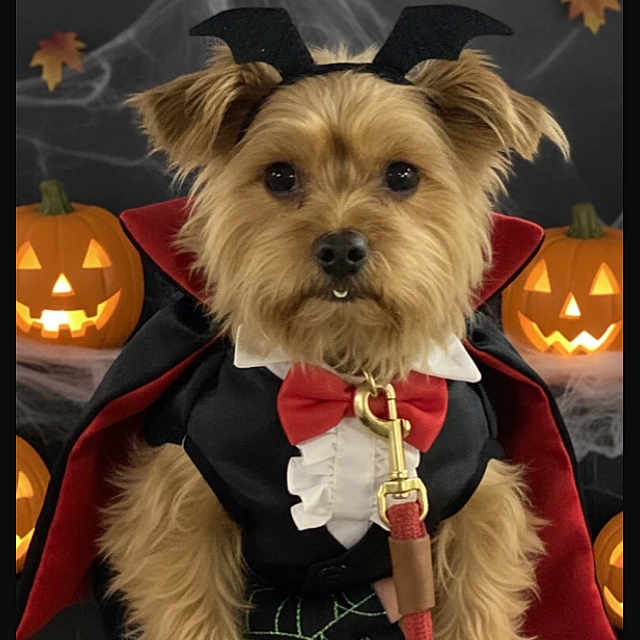 Scruffy-Puppy is registered to the contest to win money with this photo: bat_ears, brown_fur, cape, cobweb, costume, cute, decorations, dog, fall_leaves, halloween, indoor, jack_o_lantern, leash, pet, portrait, pumpkin, red_bowtie, small_dog, spooky, vampire