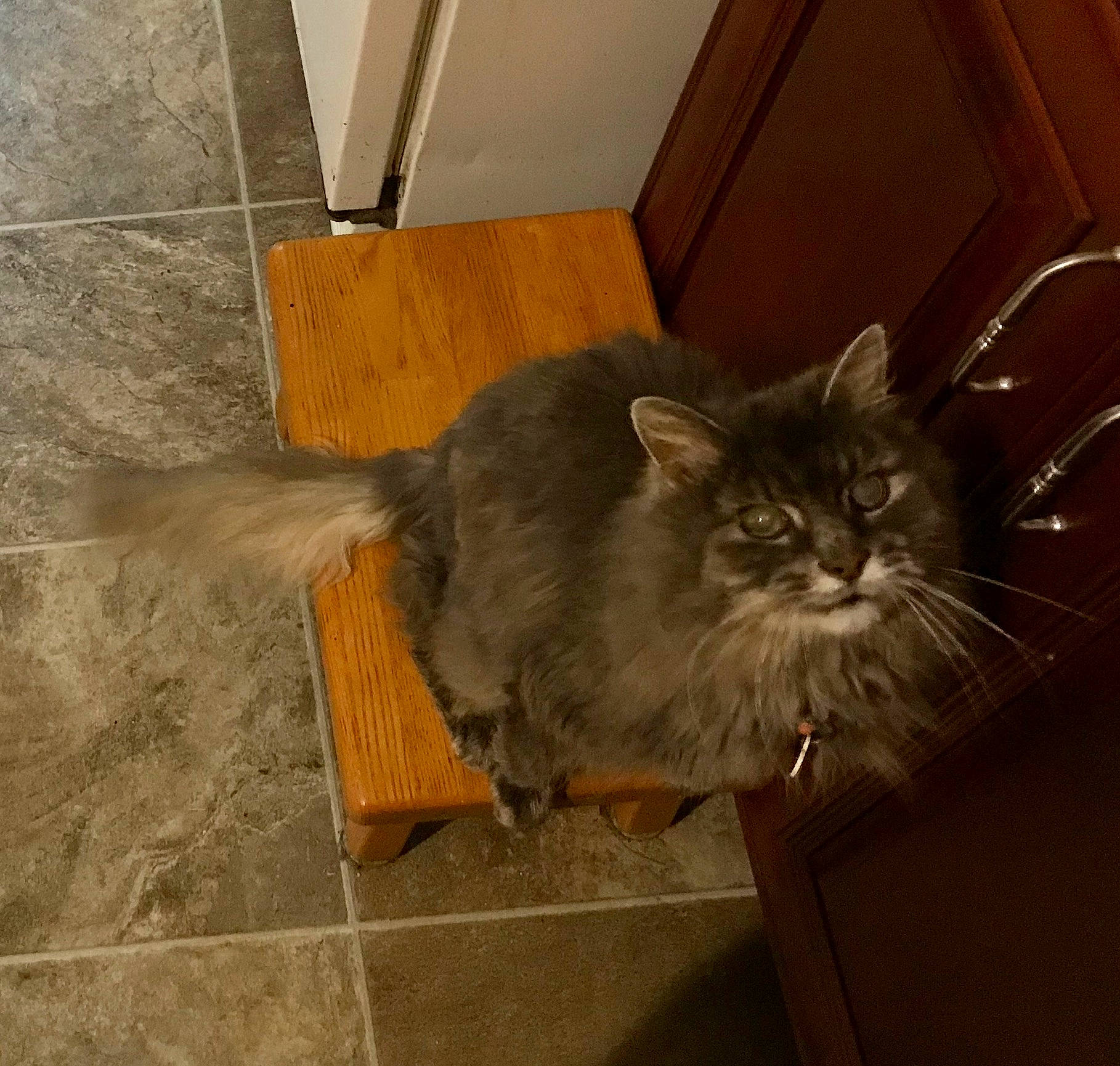 Cledo joined the competition — help win amazing prizes! box, carnivore, cat, comfort, domestic_short_haired_cat, fawn, felidae, floor, flooring, fur, grey, hardwood, iris, shipping_box, small_to_medium_sized_cats, snout, tail, whiskers, window, wood