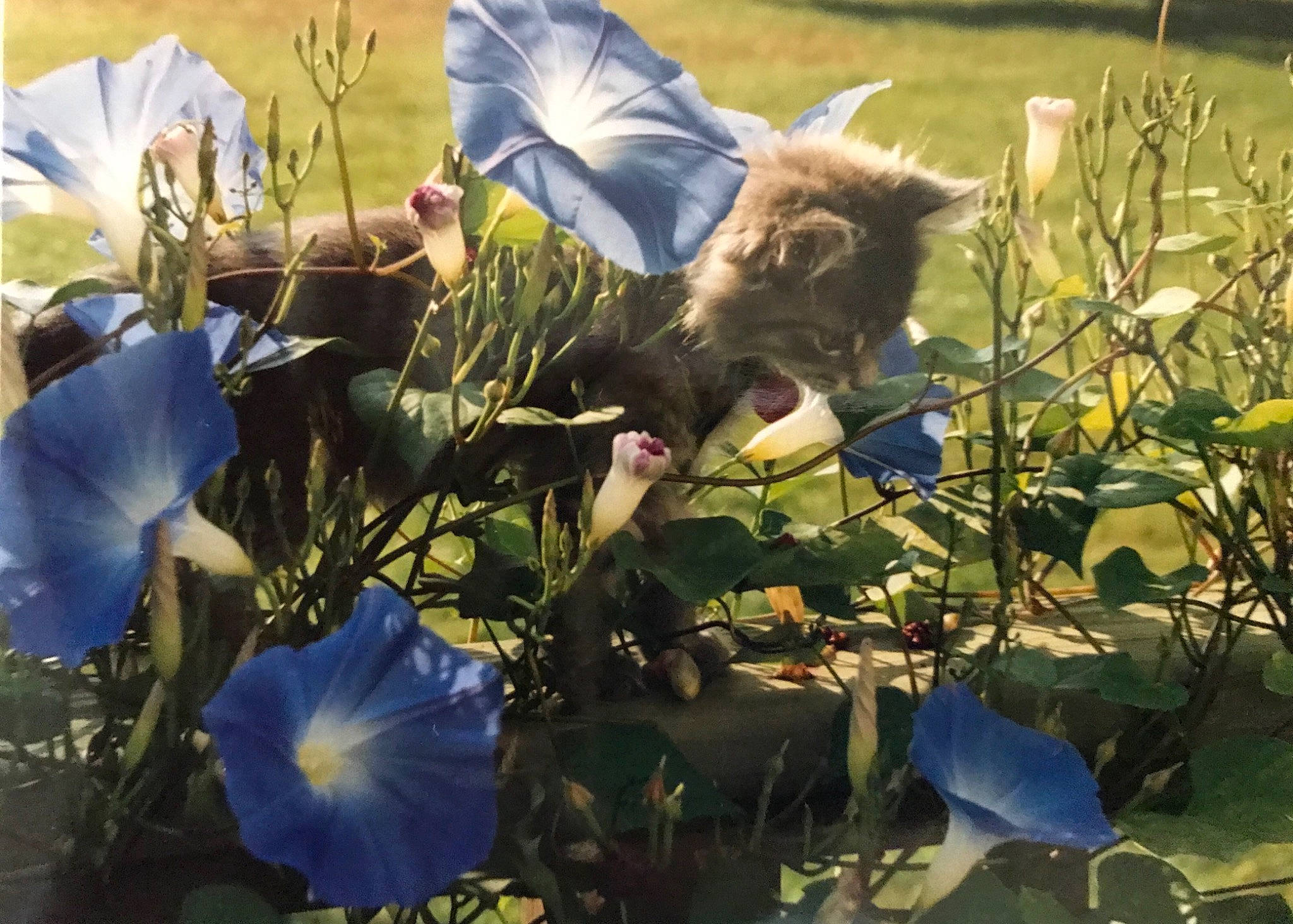 Cledo is registered to the contest to win money with this photo: annual_plant, blue, electric_blue, event, felidae, flower, flowering_plant, fur, grass, herbaceous_plant, leaf, petal, plant, plant_stem, small_to_medium_sized_cats, tail, terrestrial_animal, whiskers, wildflower, wildlife