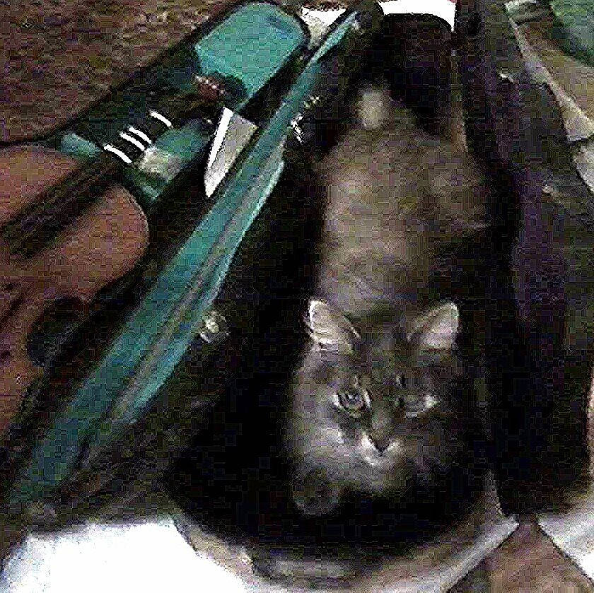 Cledo is registered to the contest to win money with this photo: bag, baggage, black_cat, carnivore, cat, chartreux, claw, domestic_short_haired_cat, fashion_accessory, felidae, fur, grey, luggage_and_bags, mammal, small_to_medium_sized_cats, snout, strap, tail, whiskers