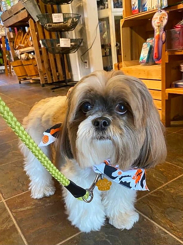 Tara is registered to the contest to win money with this photo: bookcase, canidae, carnivore, companion_dog, dog, dog_breed, dog_supply, fawn, flooring, fur, liver, pet_supply, picture_frame, shelf, shih_tzu, snout, sporting_group, toy_dog, wood, working_animal