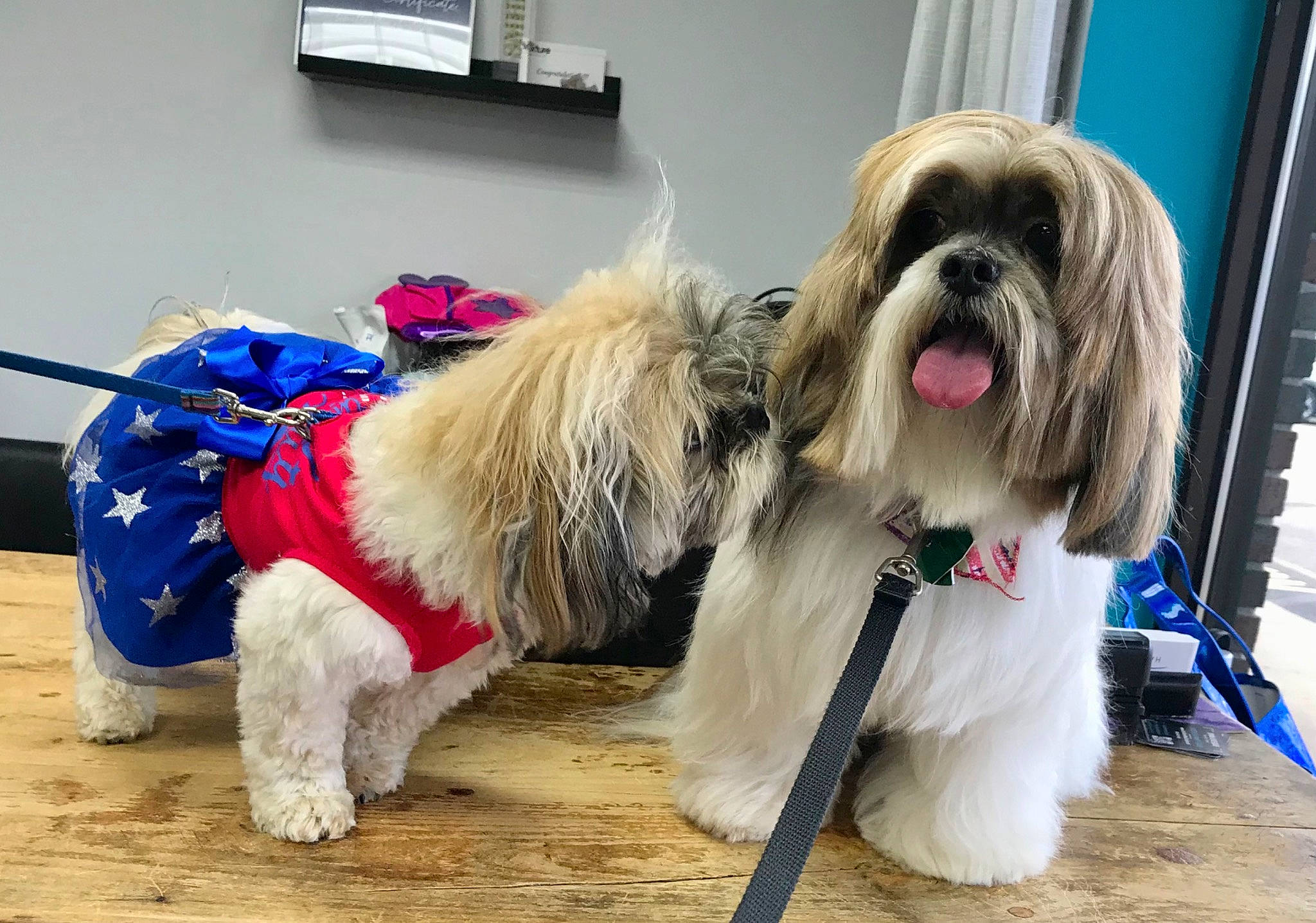 Tara joined the competition — help win amazing prizes! canidae, carnivore, collar, companion_dog, dog, dog_breed, dog_clothes, dog_collar, dog_supply, fashion_accessory, fawn, fur, leash, liver, small_terrier, snout, sporting_group, terrier, toy_dog, working_animal