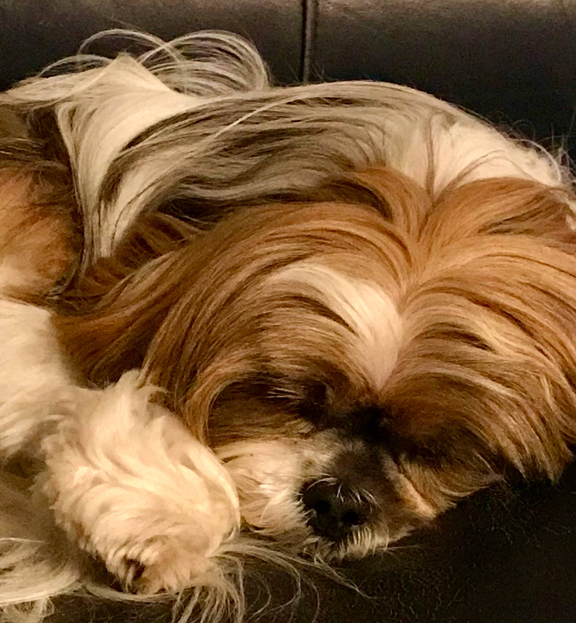 Tara joined the competition — help win amazing prizes! canidae, carnivore, comfort, companion_dog, dog, dog_breed, eye, fawn, fur, hair, head, liver, shih_tzu, small_terrier, snout, sporting_group, terrestrial_animal, terrier, toy_dog, working_animal