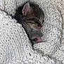Nina participe au concours pour gagner de l'argent avec cette photo : kitten, sleeping, cozy, blanket, white, soft, fur, cute, pet, animal, snuggled, warm, tiny, young, resting, domestic_cat, closeup, comfort, peaceful, indoor
