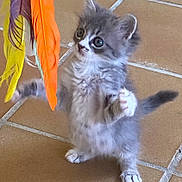 Nina participe au concours pour gagner de l'argent avec cette photo : animal, cat, curious, cute, feathers, feline, fluffy, fur, gray, indoor, kitten, orange_feather, pet, playful, small_paws, standing, tile_floor, white, yellow_feather, young_animal