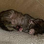 kitten, sleeping, tabby, cat, paw, pink_paw, cozy, blanket, knitted, fur, animal, pet, cute, resting, indoor, small, feline, soft, relaxing, comfort