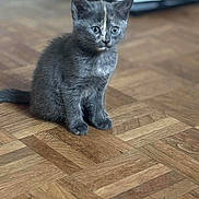 Arya a rejoint le concours — aidez-le/la à gagner de superbes lots ! kitten, cat, gray_fur, young_animal, wooden_floor, indoor, pet, small, cute, sitting, curious, animal, feline, domestic_cat, flooring, fur, young, whiskers, ears, eyes