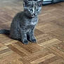 kitten, cat, gray_fur, young_animal, wooden_floor, indoor, pet, small, cute, sitting, curious, animal, feline, domestic_cat, flooring, fur, young, whiskers, ears, eyes
